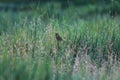 Birds that inhabit reed marshes and meadows Royalty Free Stock Photo